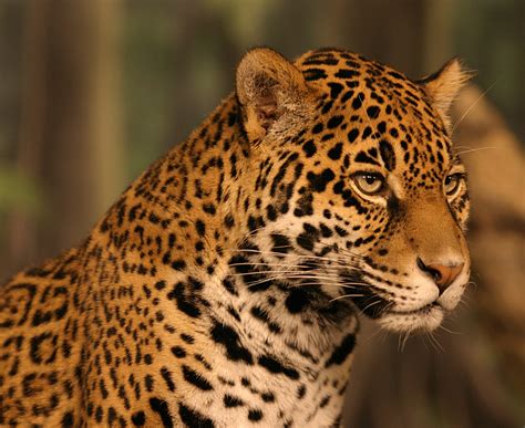 43 Jaguar Animal Wallpaper Wallpapersafari