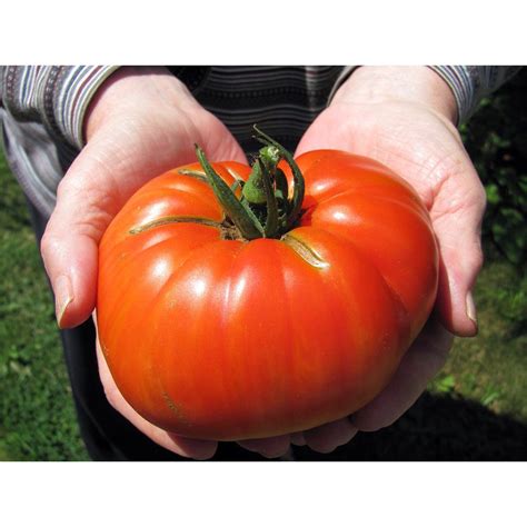 Supersteak Tomato Super Size Beefsteak 35 Pot Naturally Grown