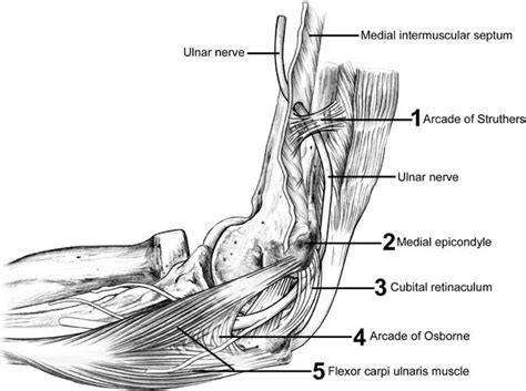 Ulnar Nerve Anatomy Orthobullets