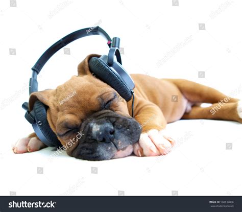 Little Boxer Puppy With Headphones Stock Photo 168132866