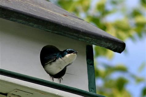 How To Identify And Attract A Tree Swallow Birds And Blooms