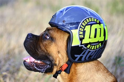5 Best Dog Motorcycle Helmets And Goggles In 2024 Reviews And Top Picks