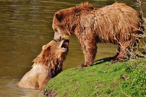 Free Images Water Nature Forest Play Zoo Fur Mammal Mane