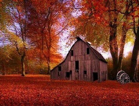 Autumn Leaves And Old Barn Barn Forest Old Leaves Nature Hd