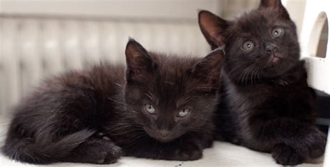 5 Reasons Why Black Cats Make Great Pets Prettylitter