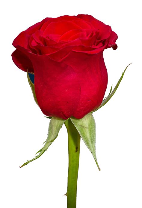 Rose Png Image Purepng Free Transparent Cc0 Png Image Library Images