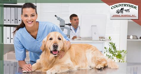 Fort Collins Veterinary Services Learn How We Can Help Your Dog Or