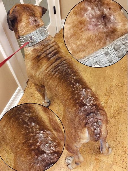 Flea Allergy Dermatitis What Your Clients Need To Know Todays Veterinary Nurse