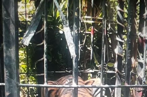 Harimau Sumatera Yang Berkeliaran Di Kebun Sawit Pasaman Barat Masuk