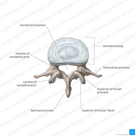 Lumbar Vertebrae Anatomy Of The Bony Lumbar Spine Kenhub
