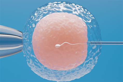 Fecundaci N In Vitro Pasos