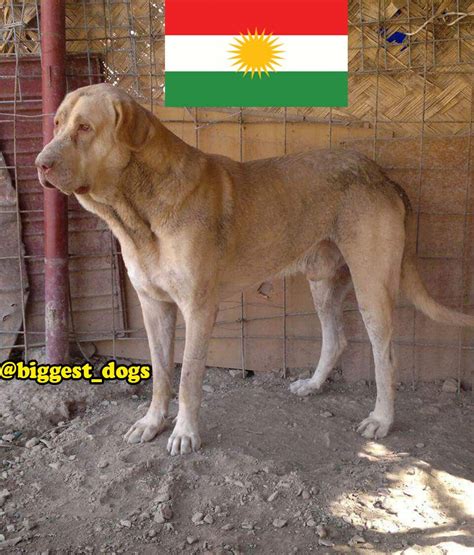 Kurdish Shepherd Dogs Kurdish Dog Breeds Kurdish Dog Pshdar Kurdish