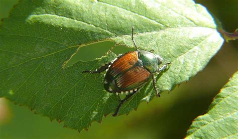 How To Control Japanese Beetles Farm And Dairy