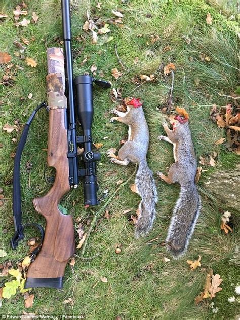 Hunters Slammed For Images Of Mutilated Grey Squirrels Daily Mail Online