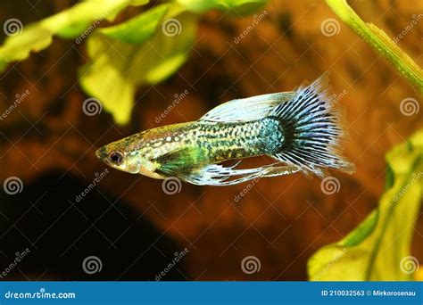 Fancy Blue Guppy Fish Aquarium Fish Male Poecilia Reticulata Colorful