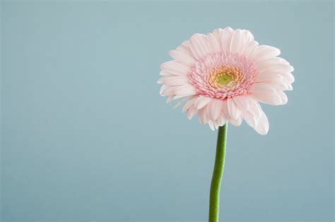 Simple Flower Wallpapers Wallpaper Cave