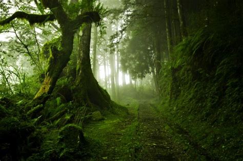 Misty Forest Path Mystical Forest Nature Beautiful Nature