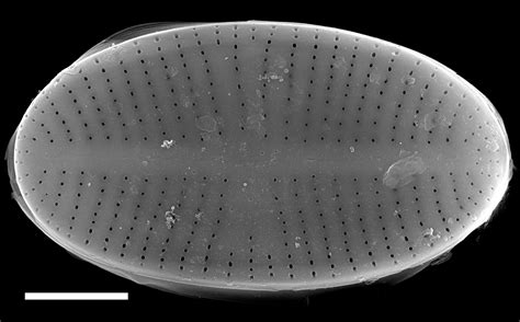 Image Ncpa011628ed Species Diatoms Of North America