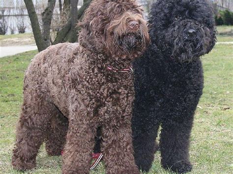 92 Best Barbets Portuguese Water Dog Hd Wallpaper Pxfuel