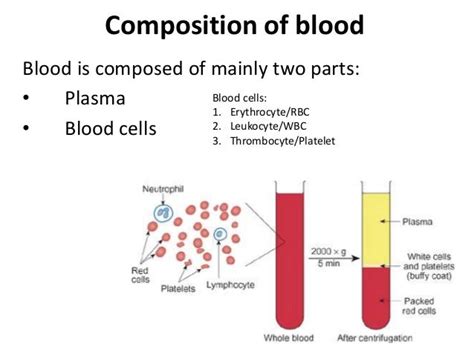 Bloodwhite Blood Cellsfluid Connective Tissue