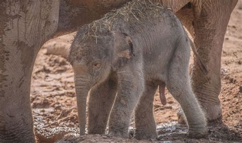 Elephant Borning Baby