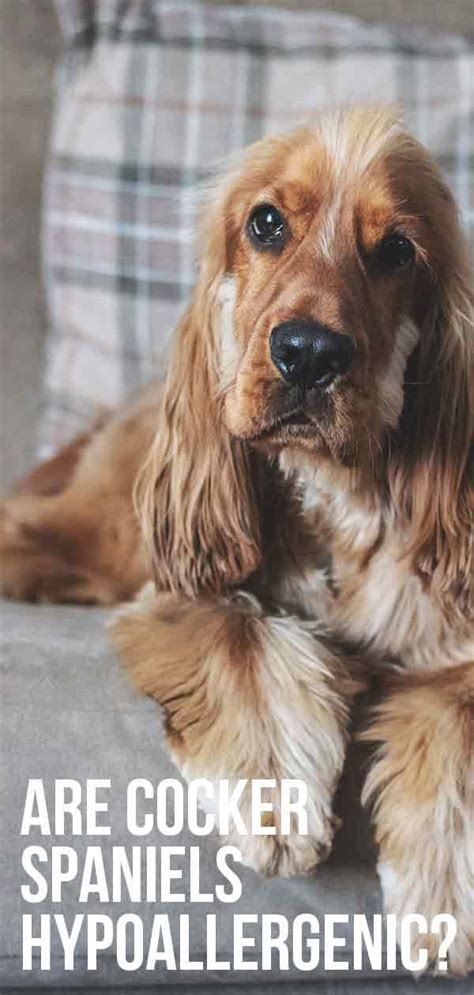 Not as much as others. Are Cocker Spaniels Hypoallergenic Or Low Shedding Dogs?