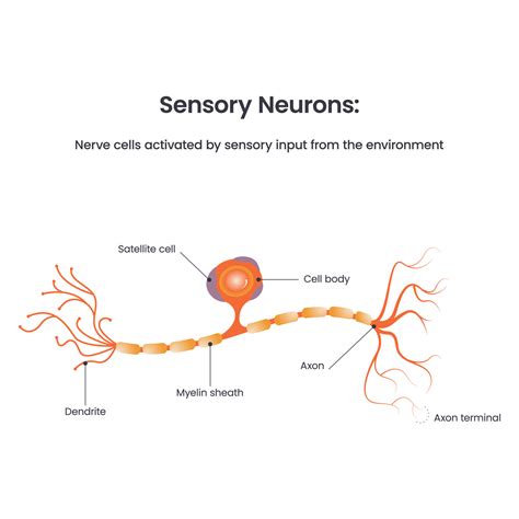 Sensory Neuron Diagram Biology Educational Vector Illustration Vector Art At Vecteezy