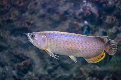 20 Jenis Ikan Yang Dilindungi Di Indonesia Berdasarkan Keputusan KKP