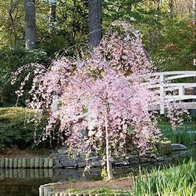 The weeping cherry tree, like most flowering trees, can heal a small wound to its bark and pith quickly. dwarf weeping redbud - Google Search | Backyard | Weeping ...