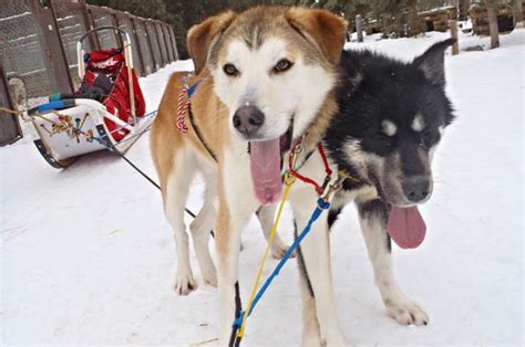 Future Sled Dog Pups Train At Top Speeds Race To Most Delicious Reward