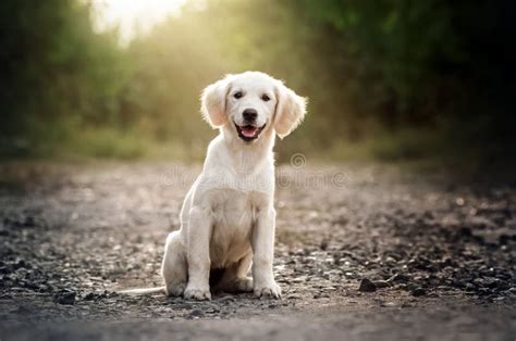 Golden Retriever Dog Walking At Sunset Magical Light Stock Photo