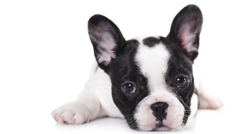French Bulldog Facts Archives Bluestar Frenchie French Bulldogs