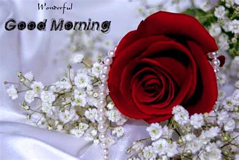 We all love good morning images! 62 Good Morning Rose Flower Wish Images - Mojly