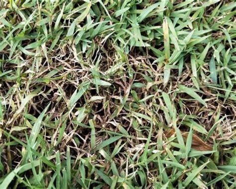 How To Get Rid Of Dollar Spot In Lawns Diseases Yates Australia