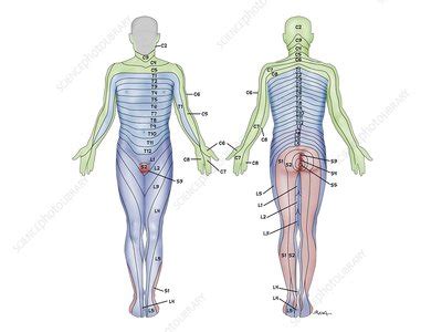 Dermatomes Vector Illustration Labeled Educational Anatomical Skin Parts Stock Illustration