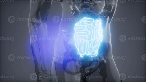 Human Small Intestine Radiology Exam 5755336 Stock Photo At Vecteezy