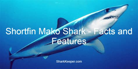 Shortfin Mako Shark Facts And Features Shark Keeper