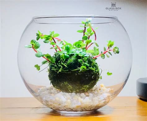 Wabi Kusa — Glass Box Nature