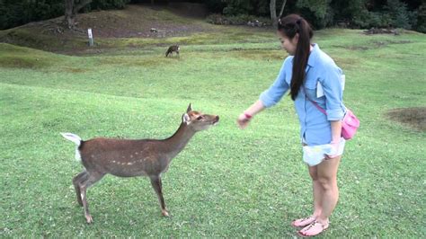 Nara And A Baby Sika Deer Youtube