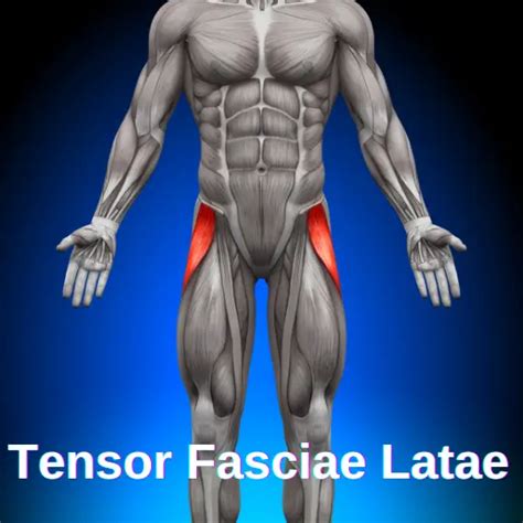 How To Fix Tfl Muscle Pain Tensor Fasciae Latae Facts And Physio