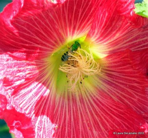 Bees can suffer serious effects from toxic chemicals in their environments. Halictid Bees Love Hollyhocks. | Bee friendly plants ...