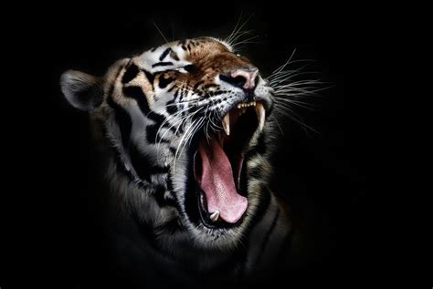 Photo Of A Tiger Roaring · Free Stock Photo