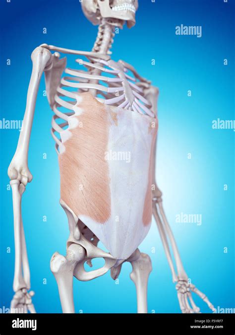 Medically Accurate Illustration Of The External Oblique Stock Photo Alamy