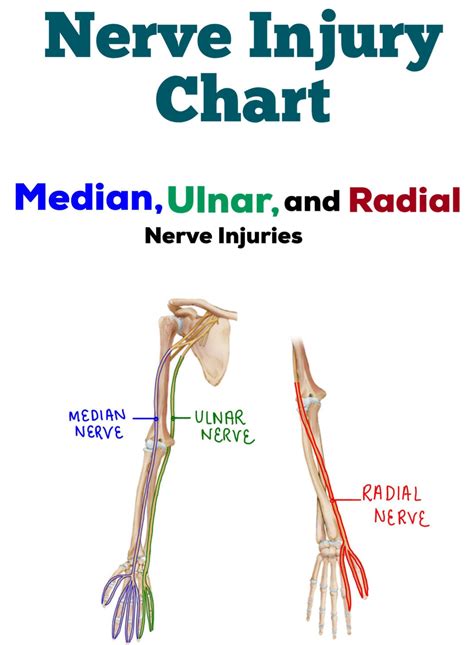 Image Result For Radial Nerve Innervation Median Nerve Ulnar Nerve