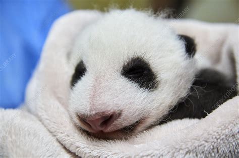 Giant Panda Baby Sleeping In Incubator Stock Image C0463984