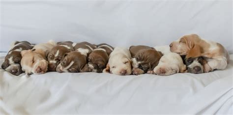 Bracco Italiano Puppies High Desert Braccos