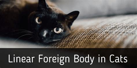 Linear Foreign Body In Cats Cat World