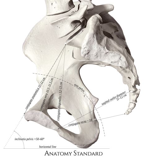 Pelvic Anatomy Anatomical Teaching Models Plastic Human Pelvic