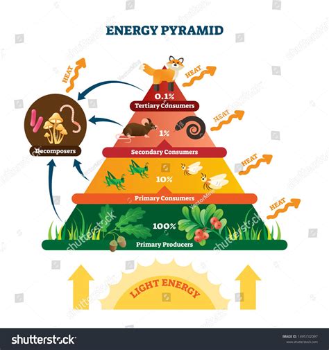 Energy Pyramid Vector Illustration Labeled Biomass Representation
