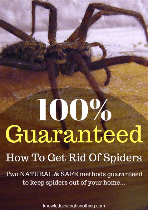 how to get rid of spiders naturally guaranteed effective get rid of spiders spiders